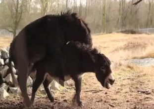 Pair of farm animals are having a nice fuck session