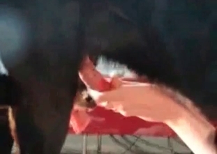 Powerful dog is punishing a zoophile