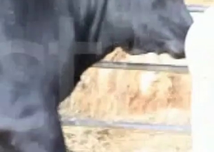 Clothed whore is showing her animal fuck skills