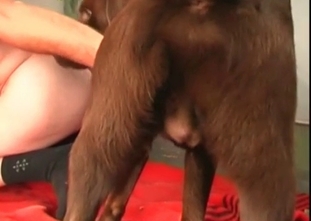Wild hound is enjoying a hardcore fuck