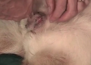 Hot puppy wants to bang this zoophile